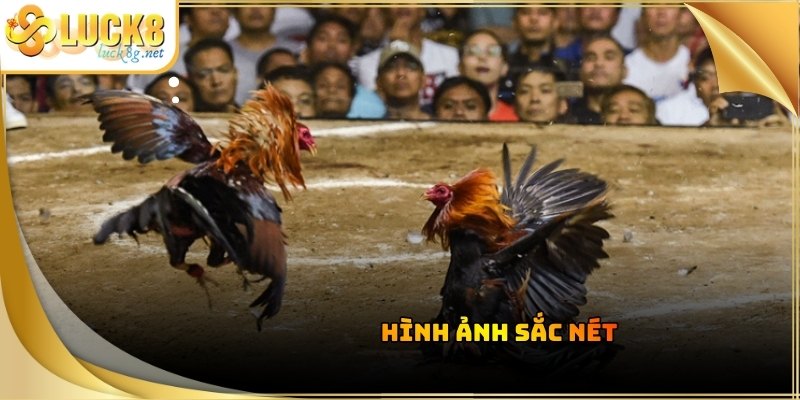 da-ga-luck8-hinh-anh